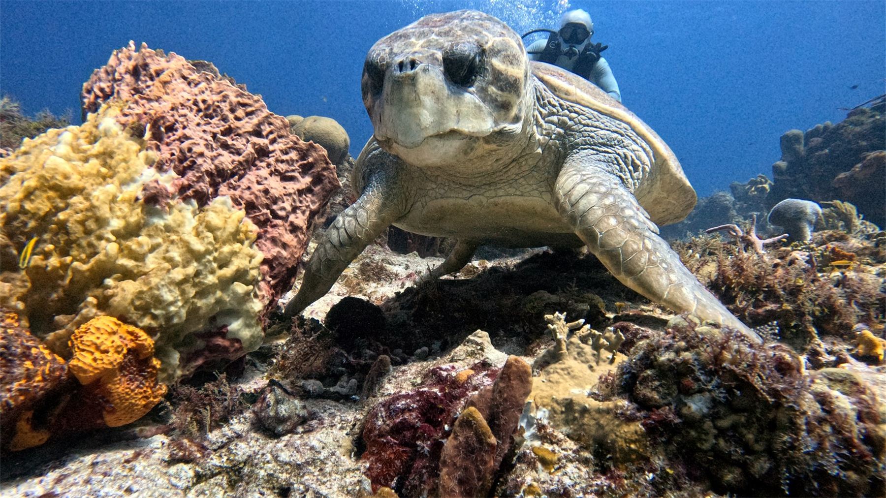 Tortuga de frente en un arrecife de Cozumel con un buzo detrás